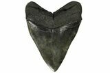 Serrated, Fossil Megalodon Tooth - South Carolina #168916-2